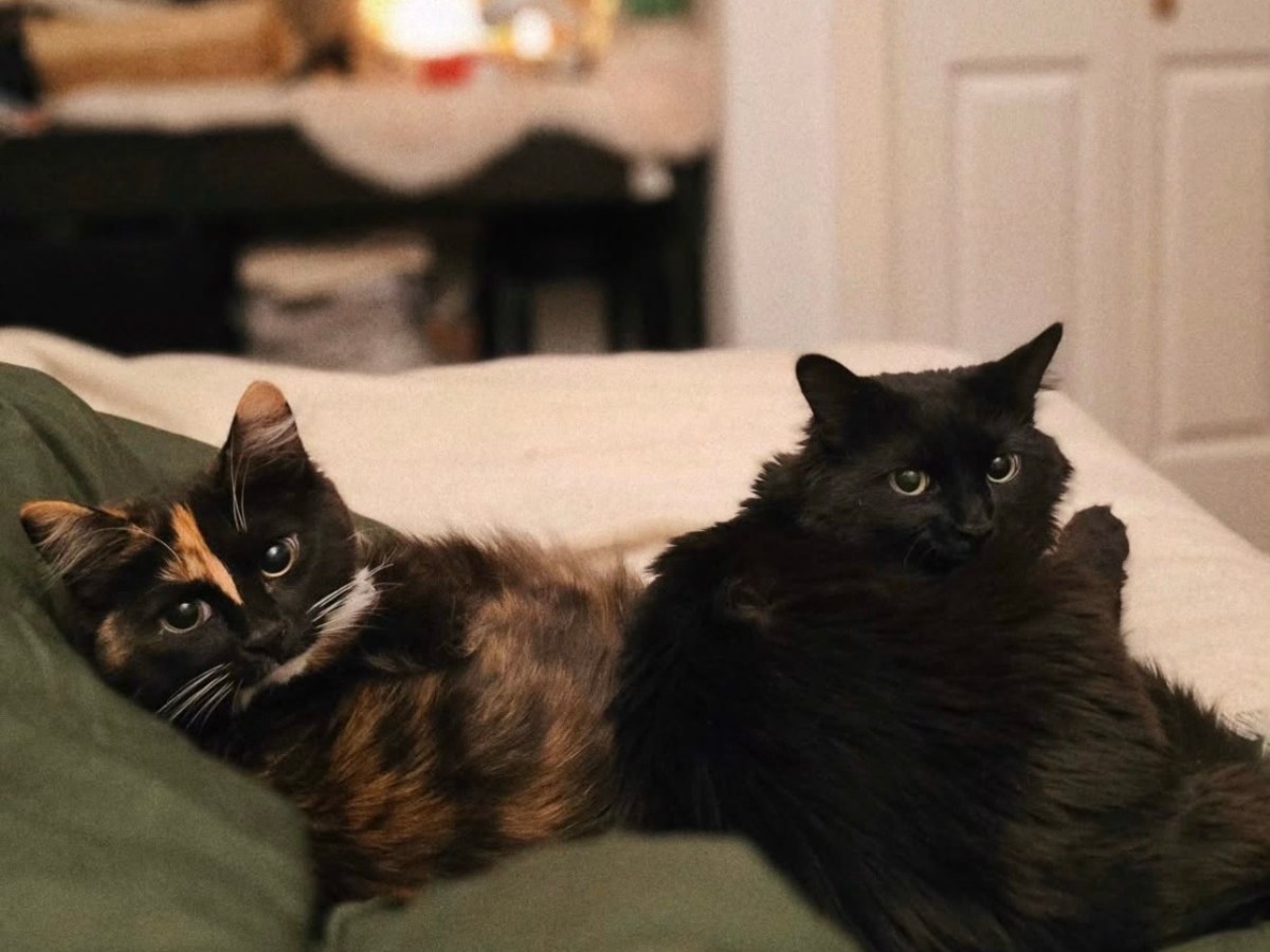 Two Cats, Two&nbsp;Curious